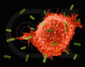 immune-cell